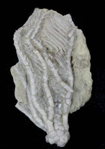 Detailed Fossil Crinoid (Aphelecrinus) - Alabama #58262